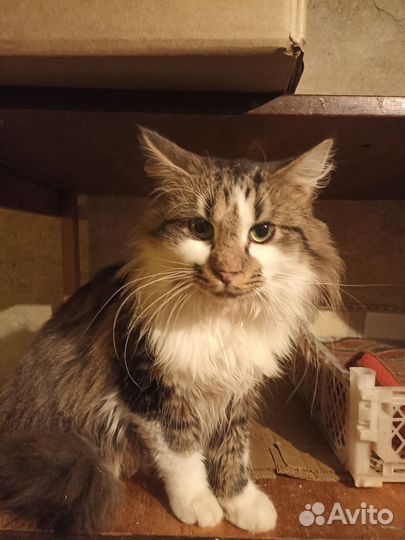 Котик Кузя ищет дом