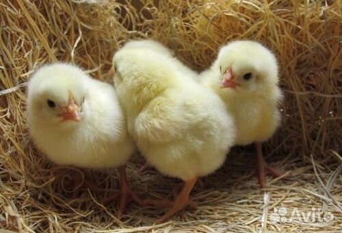 Цыплята несушки декалб уайт