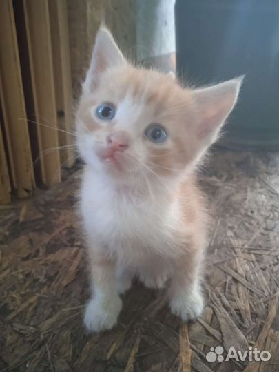 Котята в добрые руки бесплатно