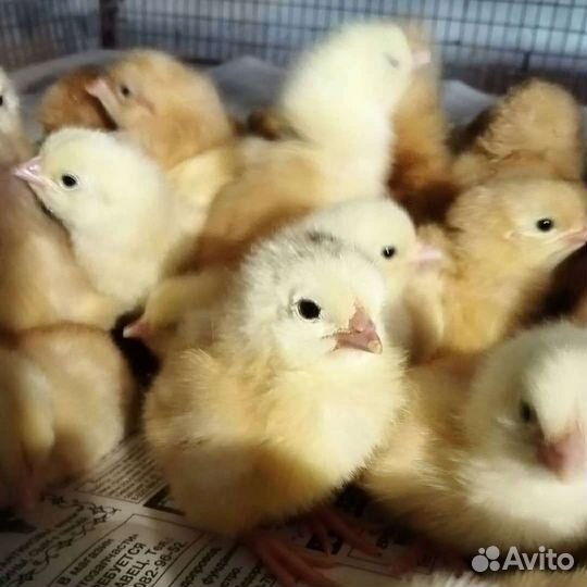 Цветной бройлер, белый бройлер,доминант, индюшата