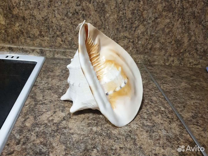 Морские ракушки