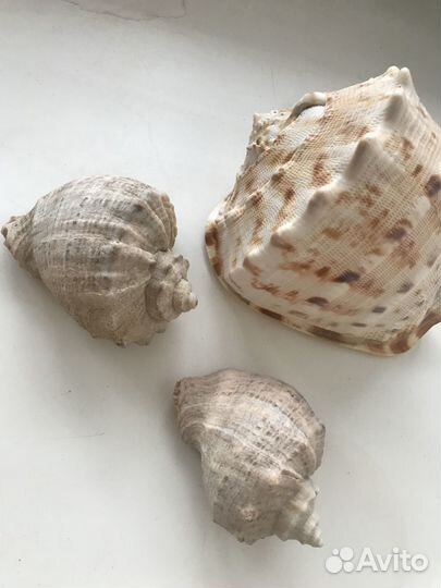 Ракушка морская большая