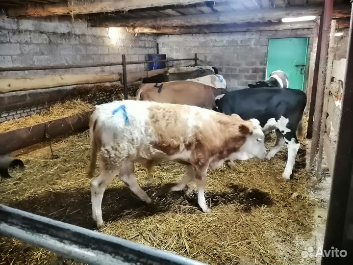 Бычки симментальской породы