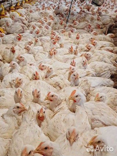 Бройлеры живым весом