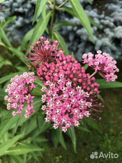 Ваточник мясо-красный или инкарнатный