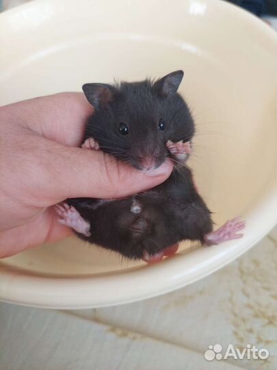 Джунгарские и сирийские хомячки