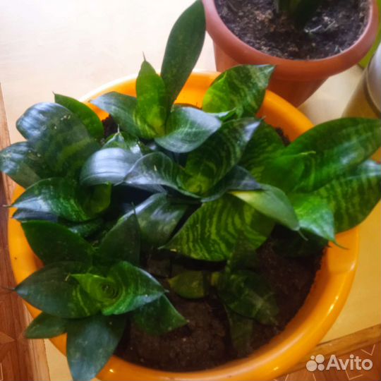 Сансевиерия