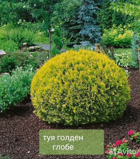 Туя Даника Ауреа, Голден Глобе, Ель Альберта Глоуб