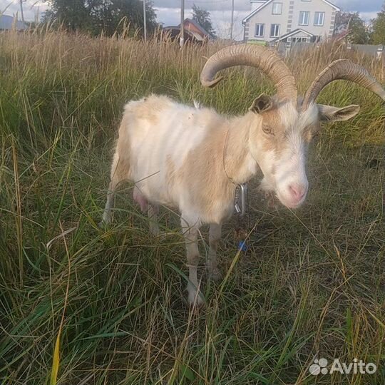 Коза дойная