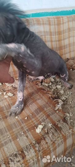 Китайская хохлатая голая