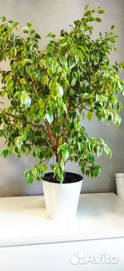 Фикус бенджамина Кинки