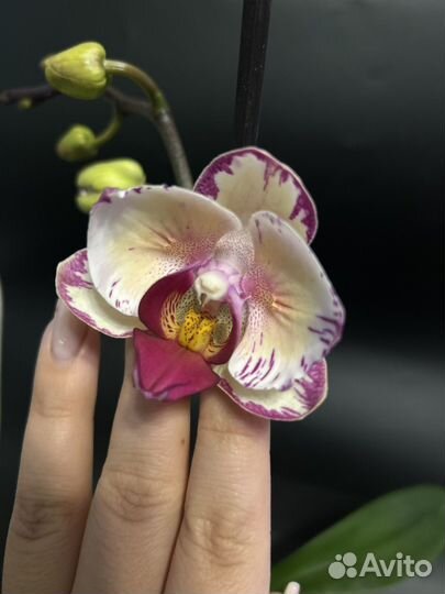 Орхидея фаленопсис бабочка Champion Lightning