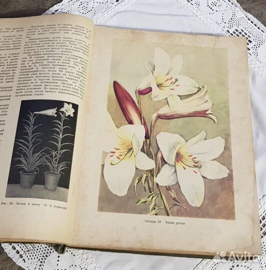 Комнатное садоводство, 1956