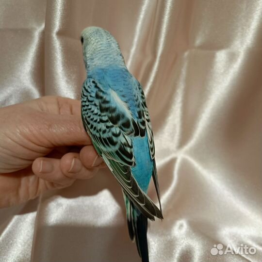 Попугай птенец