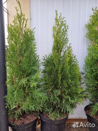 Туя смарагд