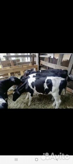 Быки и телочки