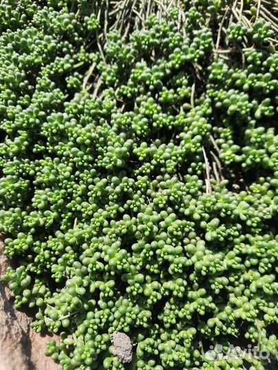 Седум хлоротикум