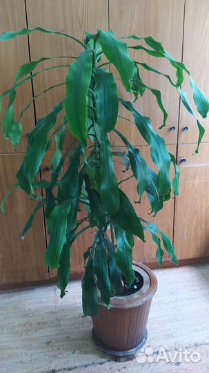 Пальма Юкка