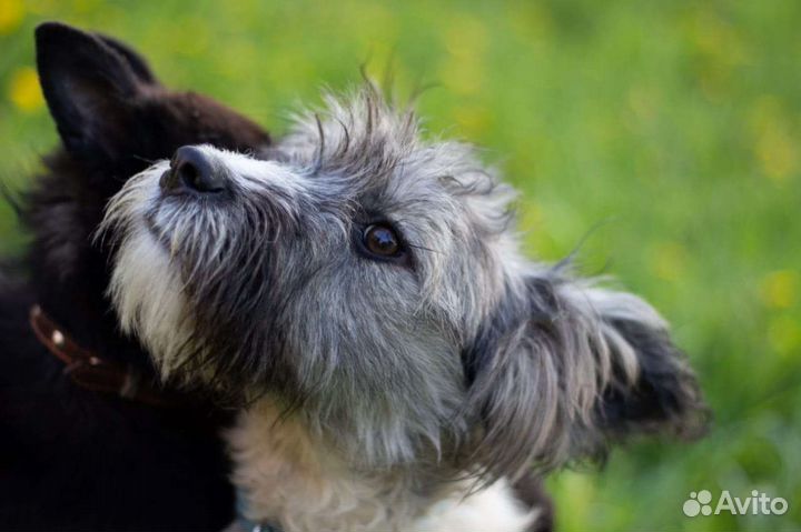 щенки в кемерово йоркширский терьер. дрессировка щенка в домашних условиях 3 месяца дворняга. щенок той терьера 1 месяц черный. йоркширский терьер кемерово. авито кемерово животные.