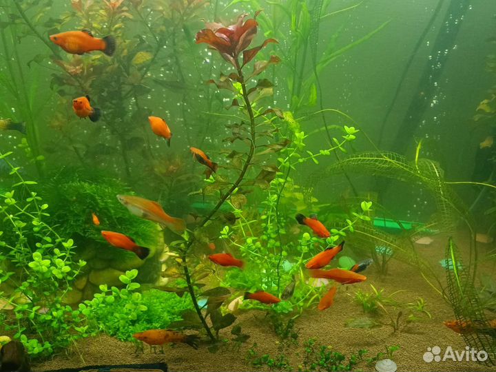 Для аквариума