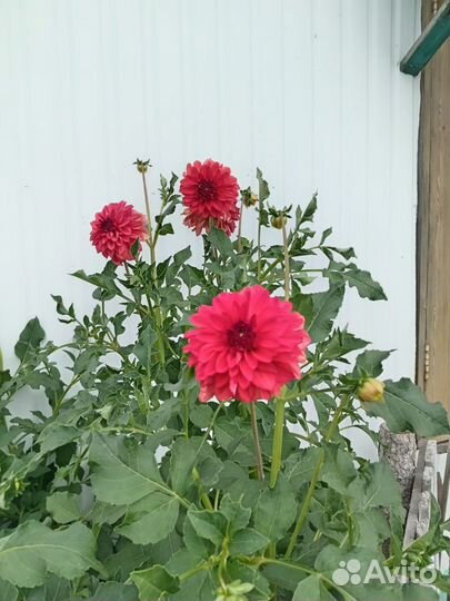 Георгины клубни