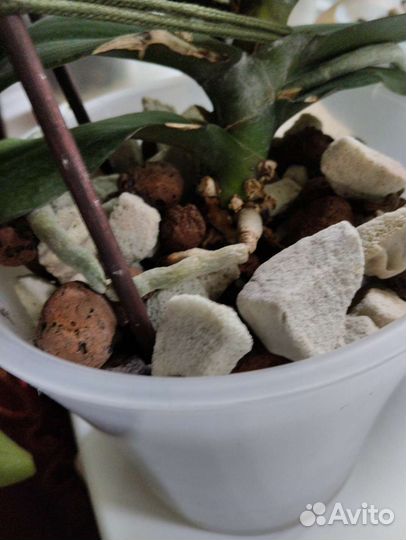 Кашпо горшок для цветов