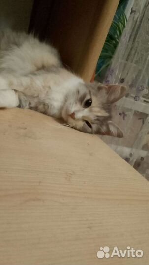 Кошка в дар бесплатно