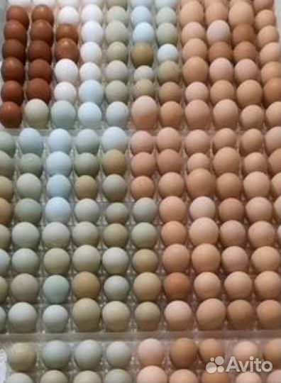 Инкубационное яйцо кур элитных пород: виандот и др
