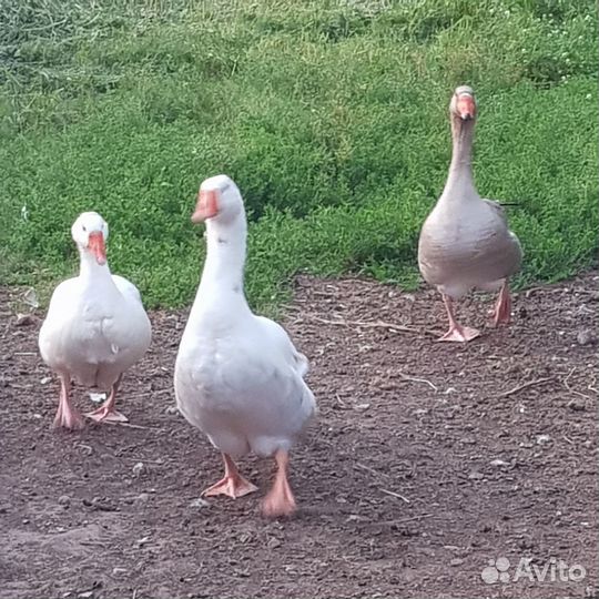 Продам гусей