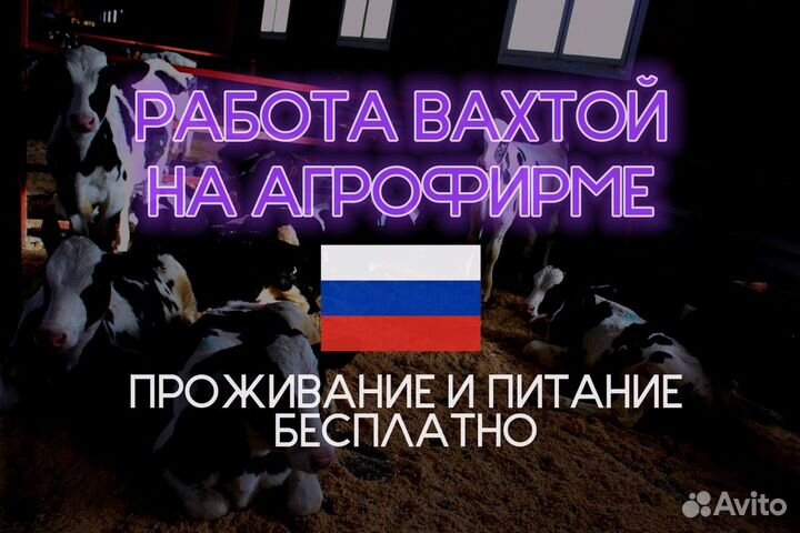 Оператор машинного доения с проживанием без опыта