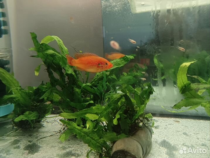 Рыбки цихлиды