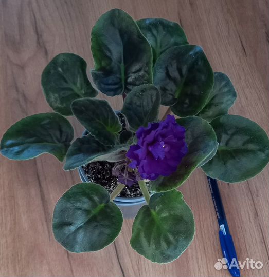 Фиолетовая набивная фиалка