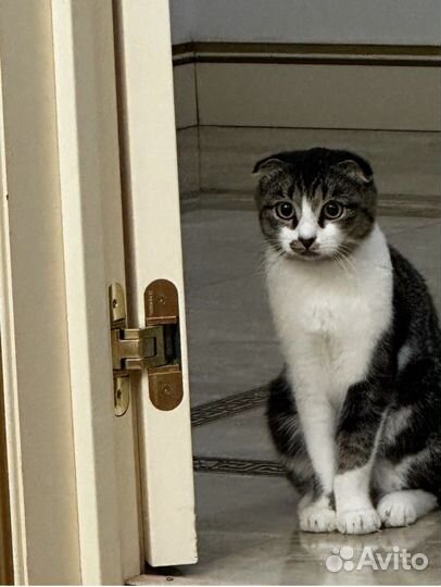 Вислоухая кошка