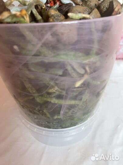 Орхидея фаленопсис