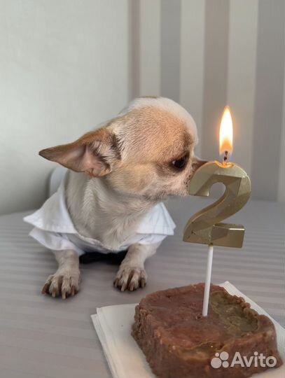 Вязка кобель чихуахуа Москва