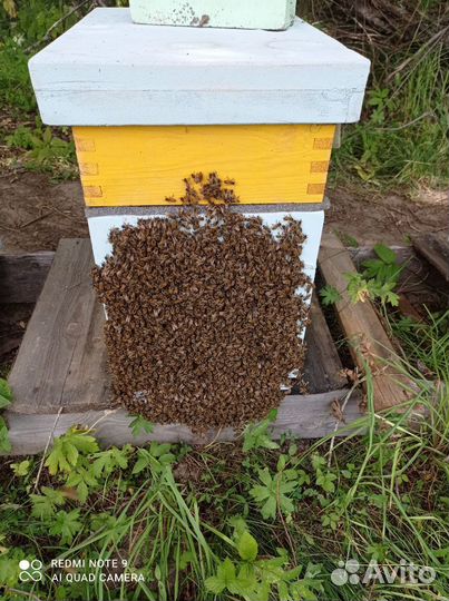 Продам пчелосемьи