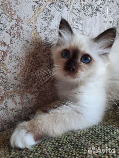 Котенок редкой породы