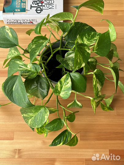 Эпипремнум срезы и 1 взрослый