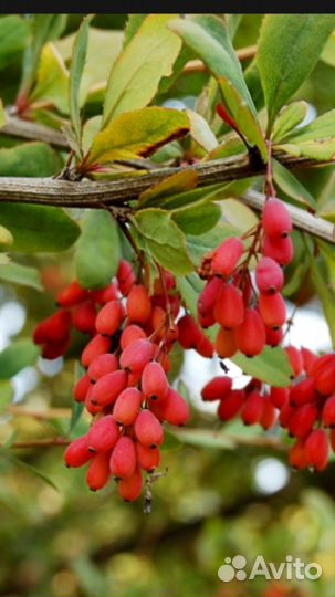 Саженцы барбариса, вишни Владимирской, Песчаной