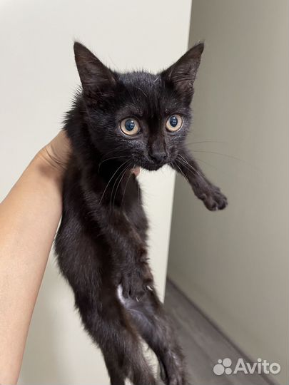 Шоколадно - глазастое счастье