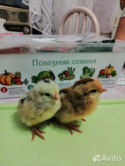 Продам циплят