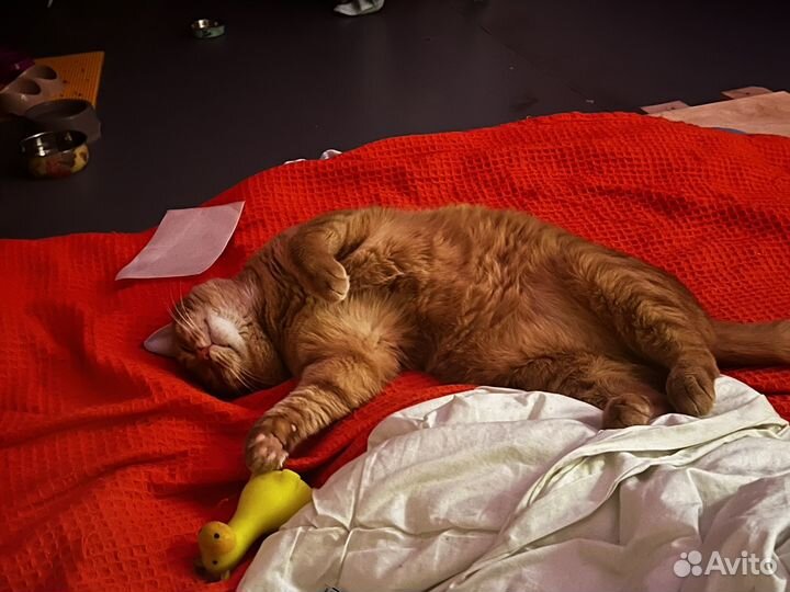 Кот