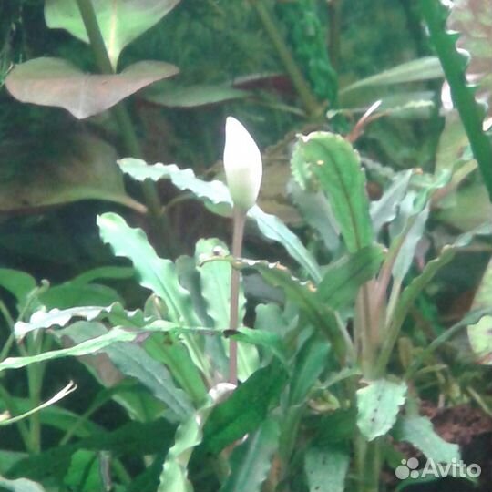 20 видов растений