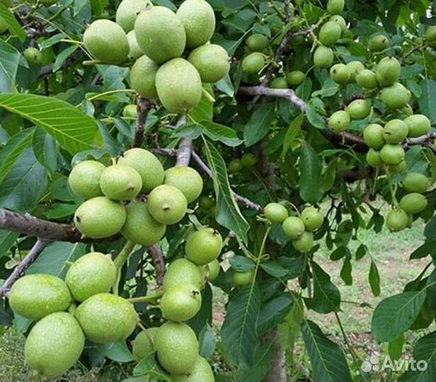 Саженцы Грецкого Ореха,Сливы,Вишни,Д.Винограда,Обл