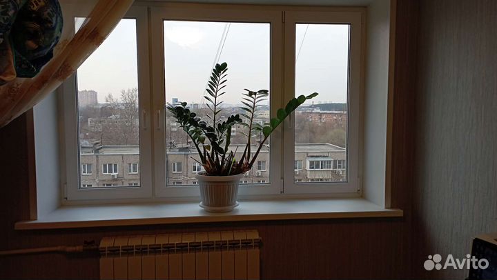 Замиокулькас