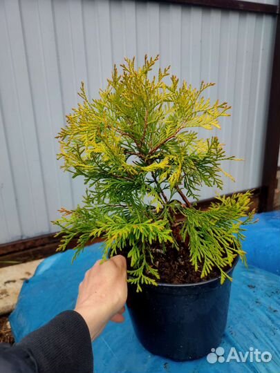 Туя Смарагд, Брабант, глобоза и др