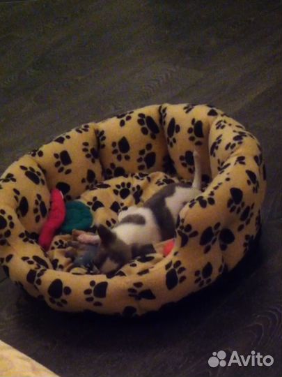 Лежанка для собак для кошек большая