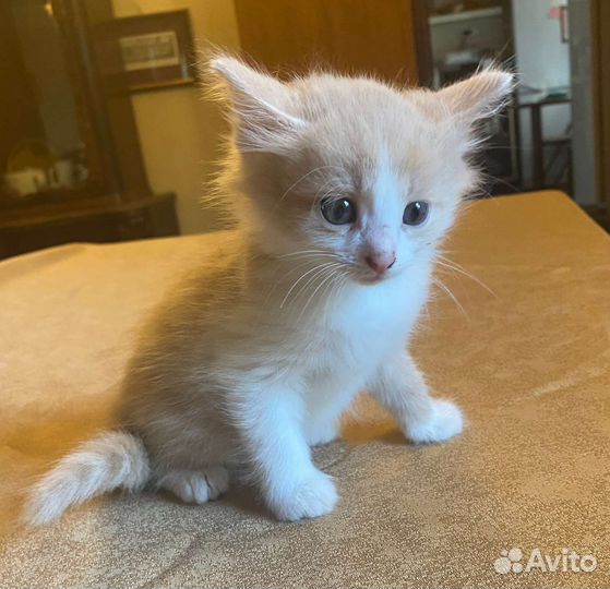 Кошка в дар бесплатно