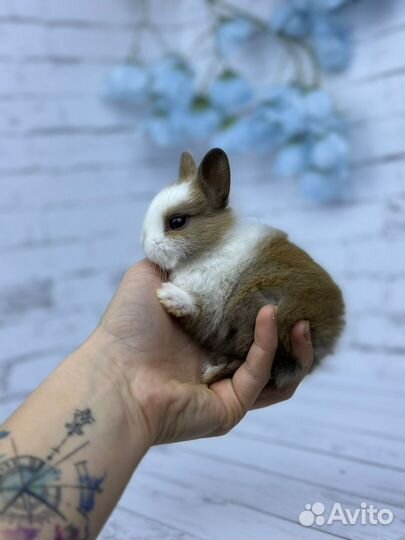 Мини ручной крольчонок