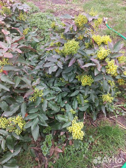 Магония падуболистная